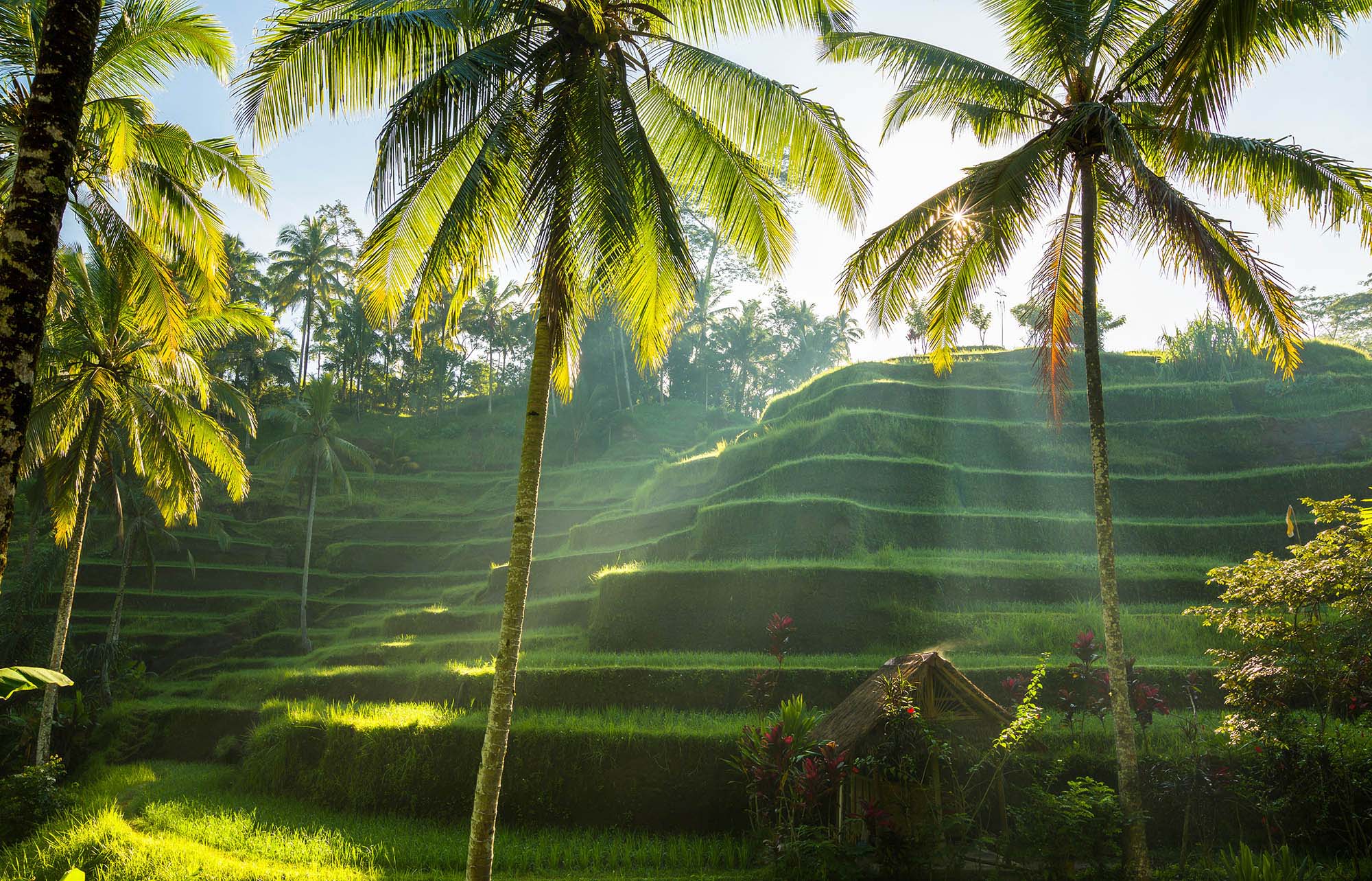 A hut among the grass hills by palm trees.